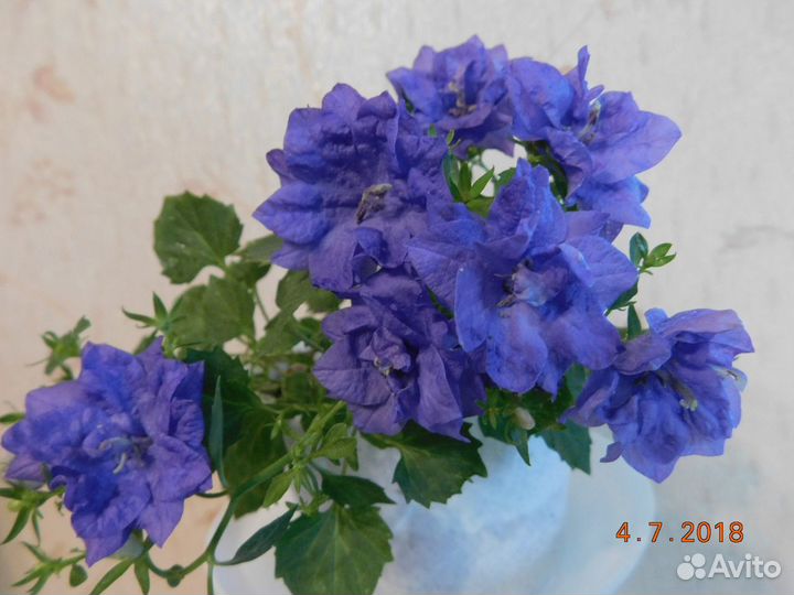 Кампанула или жених махровый