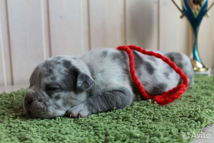Мальчик ам. булли