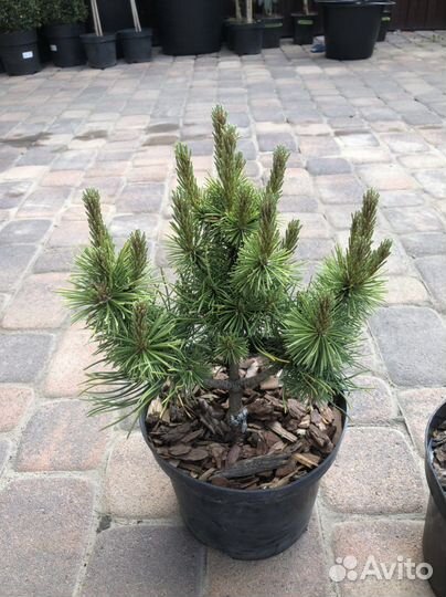 Сосна бенджамин, варелла, опхир и другие