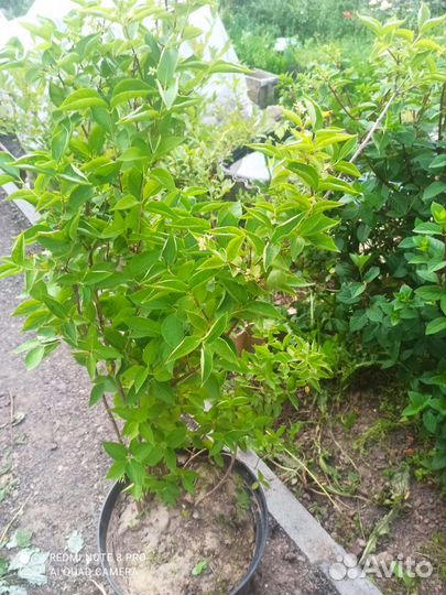 Чубушник или садовый жасмин. Сорт 