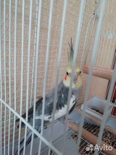 Попугай корелла мальчик