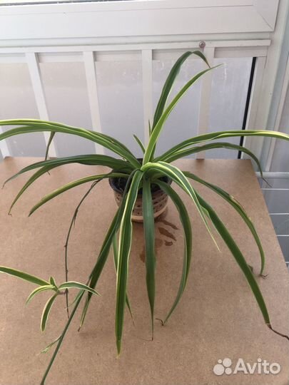 Хлорофитум