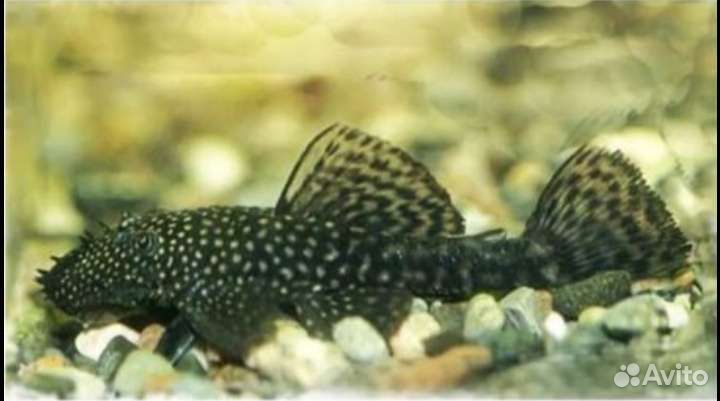 Сомики анциструсы