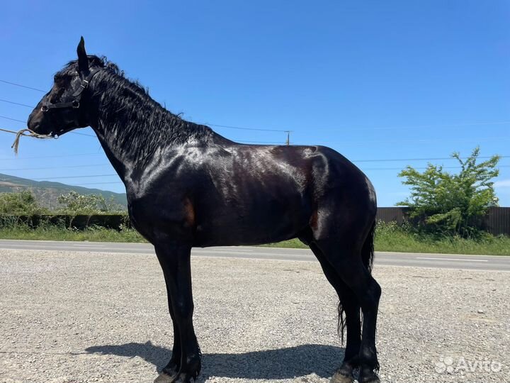 Карачаевский жеребец