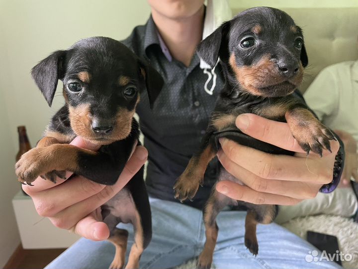 Щенки цвергпинчера