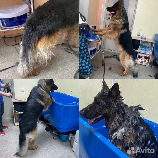 Стрижка,груминг и уход для собак и кошек