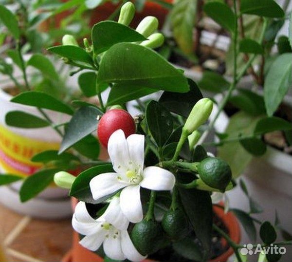 Мурайя метельчатая