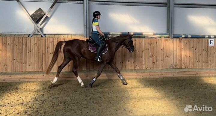 3 года Жеребец Гановерский