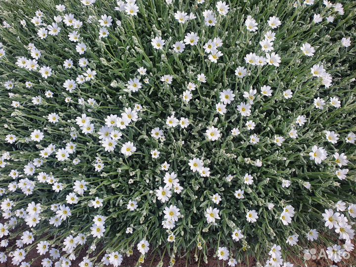 Ясколка войлочная