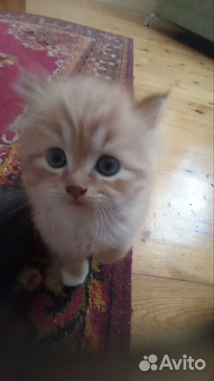 Котик отдам