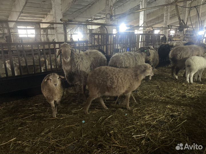 Баран, овца, ягнята, курдючные гиссары