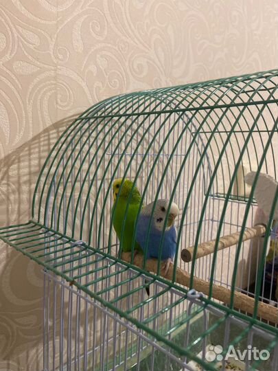 Попугай с клеткой