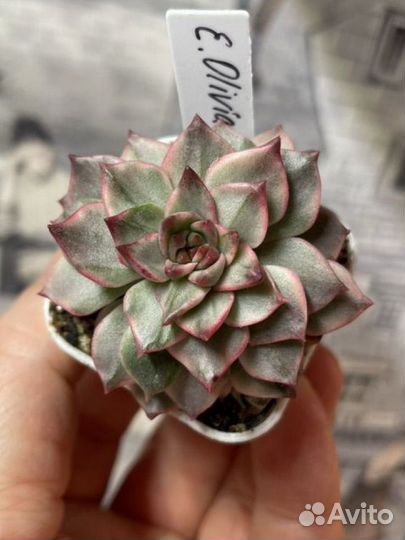 Эхиверия вариегатная