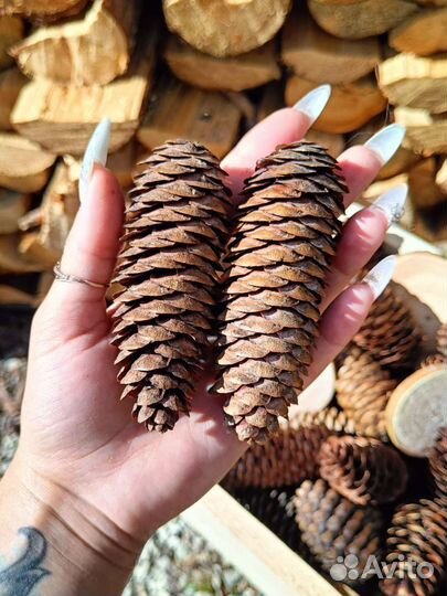 Еловые шишки и спилы