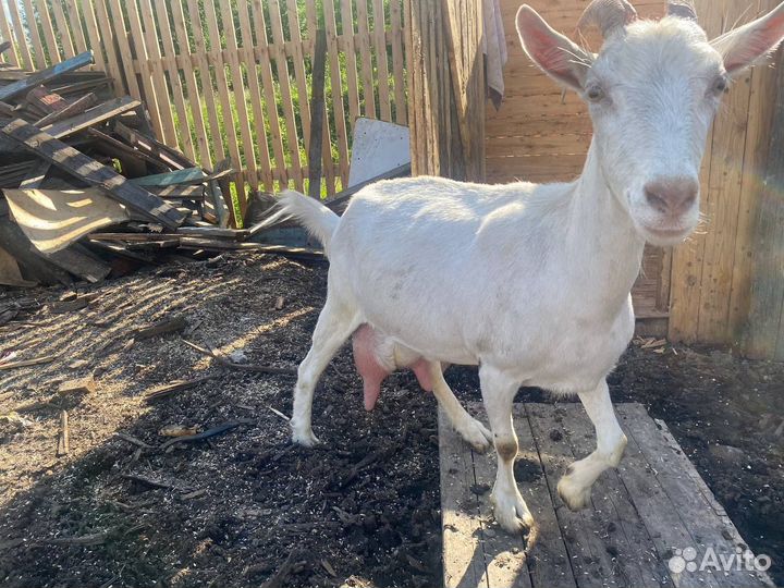 Козы, козел