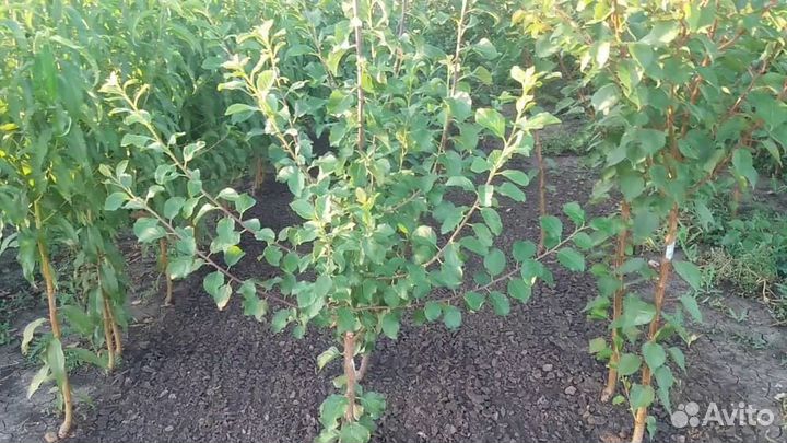 Саженцы вишни,сливы