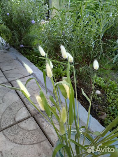 Лагурус, сухоцветы, заячьи хвостики