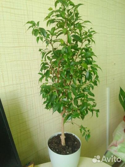 Бенджамина