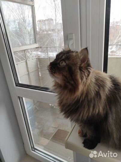 Кошки в добрые руки бесплатно