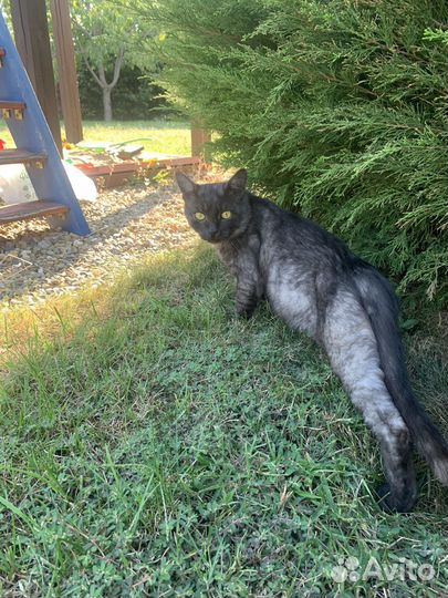 Кот в добрые руки