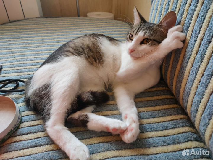 Кот Лунтик в добрые руки