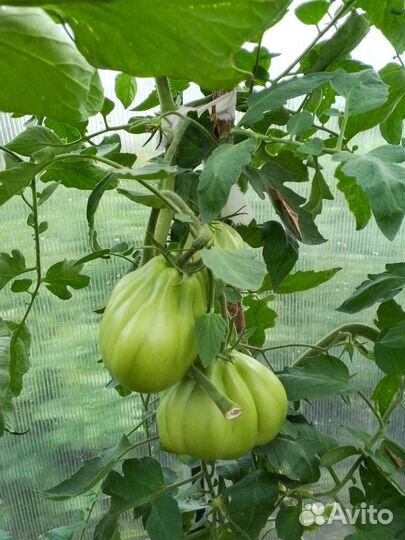 Помидоры зеленые