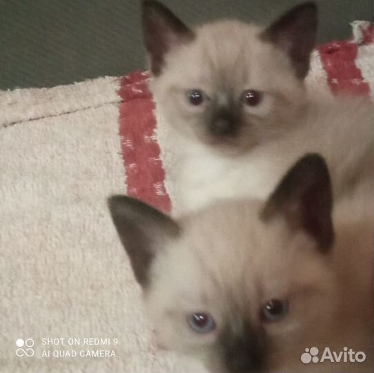 Продаются котята