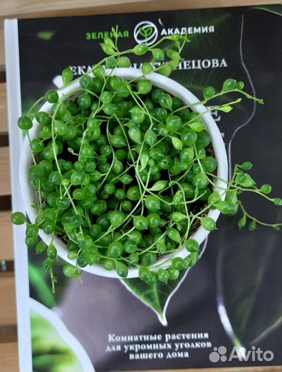 Крестовник роули