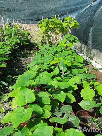 Саженцы павловния