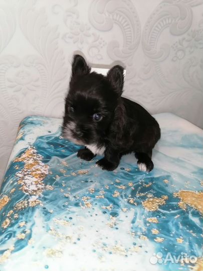 Йорки шоколад и черный кофе