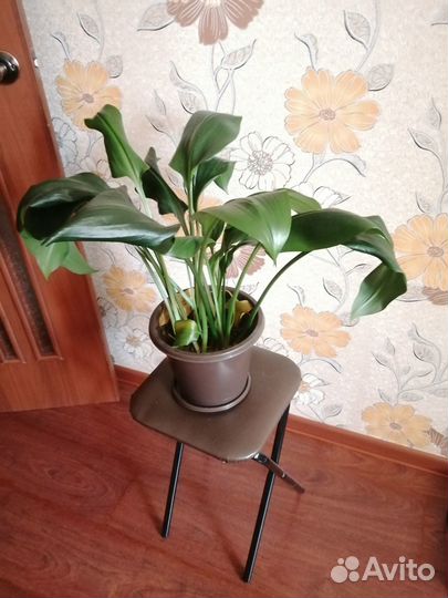 Эухарис амазонская лилия