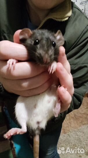 Крысята