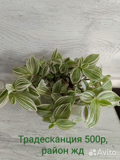 Традесканция