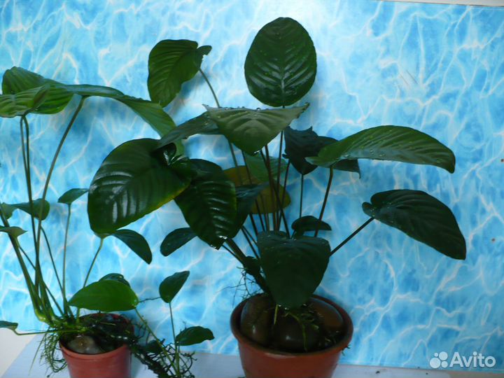 Aнубиас аквариумное растение