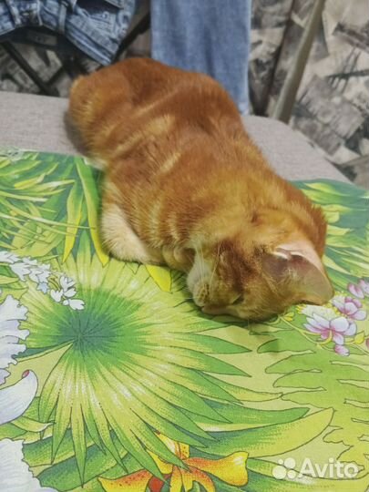 Персик (девочка)