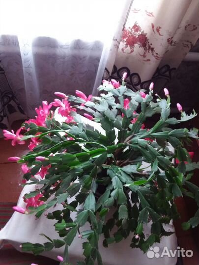 Декабрист и филодендрон