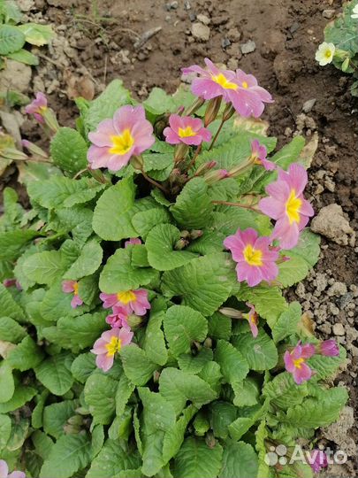 Рассада примулы