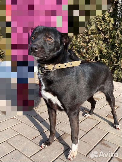 Собака в добрые руки