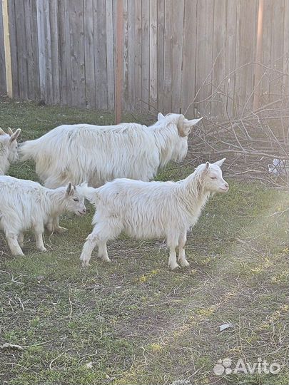 Козлята