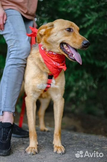 Баффи, очень умная собака ищет семью