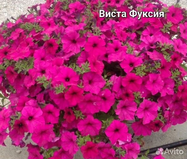 Вегетативная петуния