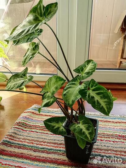 Комнатные растения