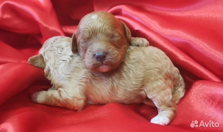 Щенок пудель