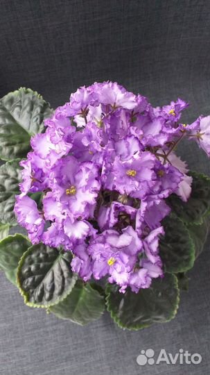 Детки сортовых фиалок