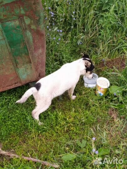 Малышка ищет приют