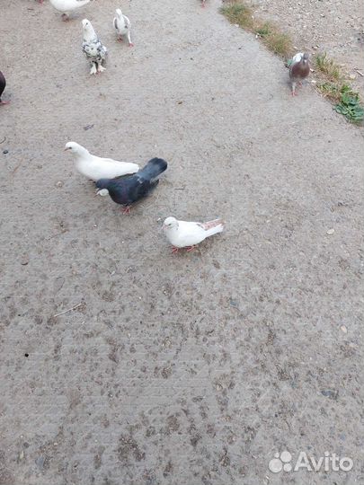 Голуби