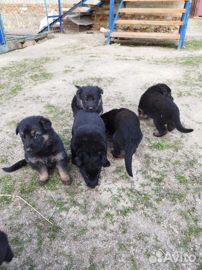 Щенки немецкой овчарки