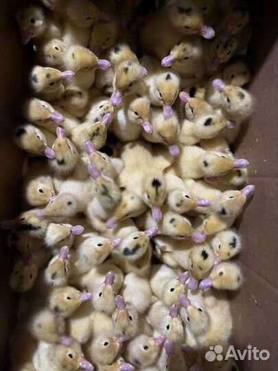 Утки муларды