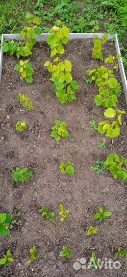 Фундук (Лещина, Орешник) саженцы