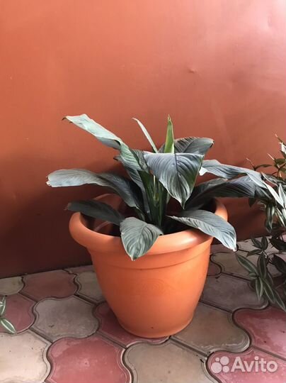 Комнатные цветы